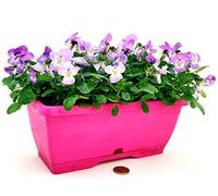 POWERS TO FLOWERS - VIOLE DEL PENSIERO, VIOLA A FIORE PICCOLO VIOLA IN BALCONETTA 22X10CM, pianta vera