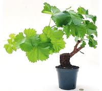 POWERS TO FLOWERS - VITE BONSAI AD UVA BIANCA GLERA PER PROSECCO, ALTEZZA 35/40CM, pianta vera