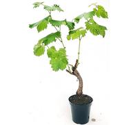 POWERS TO FLOWERS - VITE BONSAI DI UVA DA TAVOLA, VARIETA PIZZUTELLA BIANCA, ALTEZZA 35/40CM, pianta vera