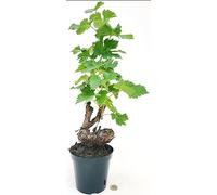 POWERS TO FLOWERS - VITE BONSAI PER BIANCA DA TAVOLA, VARIETA REGINA, ALTEZZA 35/40CM, pianta vera