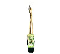 POWERS TO FLOWERS - WISTERIA FLORIBUNDA LONGISSIMA ALBA, GLICINE BIANCO, ALTEZZA 50CM, pianta vera