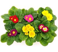 POWERS TO FLOWETS - PRIMULA VERIS "GELIDA", 6 PIANTE MIX, VASO 10CM, piante vere