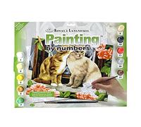 Pracht Creatives Hobby Royal & LangnickelGattino da Dipingere con I Numeri, Contiene Colori e Pennelli, per Adulti e Bambini dagli 8 Anni in su