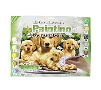 Pracht Creatives Hobby Royal & LangnickelPainting By Numbers Golden Retriever, Contiene Colori e Pennelli, per Adulti e Bambini dagli 8 Anni in su