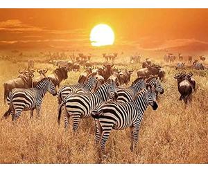 Pracht Creatives Hobby Set da dipingere con Diamanti, Quadro con Motivo zebre e Accessori, Dimensioni Circa 25 x 35 cm, Set da dipingere con Pietre Glitterate per Bambini a Partire dai 5 Anni di età