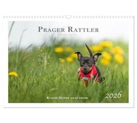 Prager Rattler - Black and Tan - Kleine Hunde ganz groß (Wandkalender 2026 DIN A3 quer), CALVENDO Monatskalender: Zauberhafte Prager Rattler Fotos