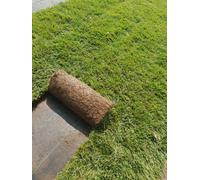 PRATO INGLESE NATURALE A ROTOLI 5 METRI QUADRI ( festuca + poa )