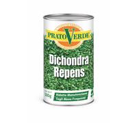 Prato Verde DICHONDRA REPENS Semi sementi prato per tappeti erbosi