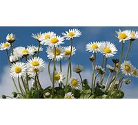 PRATOLINA NR.500 SEMI - BELLIS SEMPLICE DEI PRATI BIANCA