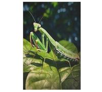 Praying Mantis Jigsaw Puzzle 1000 Pezzi Per Adulti Gioco Jigsaw Toys Adolescenti Puzzles Gifts Decorazione Murale 78×53cm