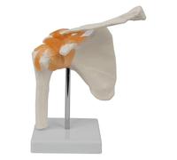 predolo Modello Realistico Dell'articolazione della Spalla Umana con Base per La Ricerca in Laboratorio
