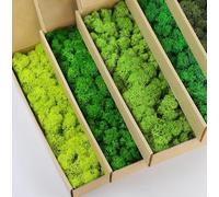 prefleur Confezione da 5 colori misti di renne conservate, muschio naturale verde naturale, decorazione da parete per fioristi, decorazione da parete (0,5 kg) (verde-01 verde-02 verde-03 verde-04