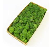 Prefleur Kit fai da te con renna conservata, muschio naturale verde, decorazione da parete, fiorista, pasqua, decorazione da tavolo per matrimoni, 0,4 kg (verde-02)