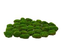 prefleur Piante conservate, asta di muschio, cuscino chignon naturale, verde, decorativo, per il fai da te, per terrari, giardinaggio, arte, decorazione da parete (verde, 1,5 mq.ft)