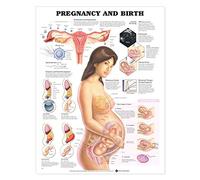 Pregnancy and Birth