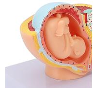 Pregnant Woman Anatomical Pelvis Model with Removable 9 Months Baby Fetus, Resin Teaching Aid for Clear Demonstration of Fetal Development