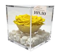Premium Rose Cubo Rosa stabilizzata Gialla 10cm