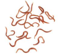 Pretfy La Pesca a Forma di Vita Superiore Si Esce Un Odore Diverso per l'azione del Set Morbido Set Morbido Incantevoli Pesci in PVC con Specie Attraenti 17