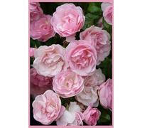 Pretty Pink Roses Notebook. 100 Lined Pages. Size 6 x 9 inches. Beautiful Flower Journal to Inspire Positive Thoughts. Creative Planner. Perfect Gift.