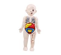 PRETYZOOM 1 Set Modello Del Corpo Educativo per Apprendimento e Sviluppo per Scuole e Attività Didattiche
