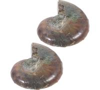 PRETYZOOM 2 Pezzi Modello Ammonite Educativo da Specimen Fossile Naturale per Studio Geologia e Paleontologia Decorazione da Collezione e Apprendimento Regalo Didattico per Appassionati