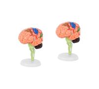 PRETYZOOM 2 Pezzi Modello Del Strumento Didattico per Ospedali e Scuole Facile da Montare Dettagli Realistici con Base per Presentazioni e Comprensione Struttura Cerebrale