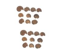 PRETYZOOM 2 Set Fossile Di Ammonite Ornamento Educativo Di Ammonite Alunno Conchiglia Plaything Educativo Campione Modello Di Simulazione Modello Ammonitico Fossile Naturale 10 Pezzi*2