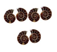PRETYZOOM 3 Set Ammonite Fossile Simulazione Modello Decorativo Per Collezione Didattica E Ricerca Specimen Per Scuola E Decorazioni 2 Pezzi*3