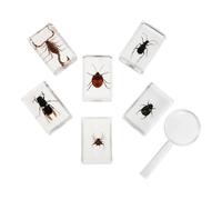 PRETYZOOM 7 Pezzi Specimen di Insetto in Resina per Didattica Scientifica | Trasparenza Elevata, Conservazione, Decorativo ed Educativo, per Insegnanti di Biologia