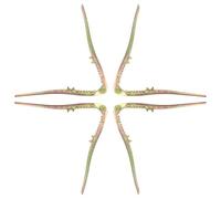 PRETYZOOM Apri Noci Manuale in Ferro Oro 4 Pezzi Design Seghettato e Apertura per Noci per Cucina e Uso Domestico