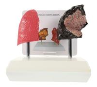 PRETYZOOM di Polmone Anatomico Confronto tra Polmone di Fisiologia e Anatomia in Pvc Realistico per Insegnamento