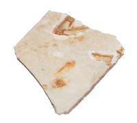 PRETYZOOM Esemplare Fossile di Paleontologico Decorazione da Tavolo per Didattica e Collezione Modello Scientifico per Studio e Ricerca