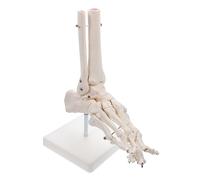 PRETYZOOM Modello Anatomico Del Piede in Pvc Modello Articolazione Della Caviglia Strumento Didattico Per Medica