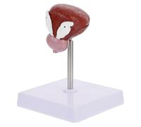 PRETYZOOM Modello Anatomico della Vescica Scolastica in Plastica, Marrone, Aspetto Realistico, per Vescica Umana, Studenti, Lezioni di Fisiologia e Anatomia