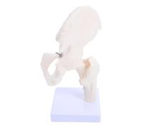 PRETYZOOM Modello Anatomico di Scheletro Umano Mini in Pvc Parti Staccabili Design Realistico per Insegnamento e Dimostrazione in Istituti Educativi