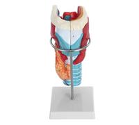 PRETYZOOM Modello Anatomico Ingrandito della Laringe Umana in Plastica Analisi Dettagliata e Struttura Completa per Insegnamento e Studio Medico