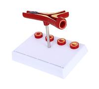 PRETYZOOM Modello Cardiovascolare Modello Vasi Sanguigni Modello Modello Sangue Modello Apprendimento Cardiovascolare Modello Didattico Visualizzazione