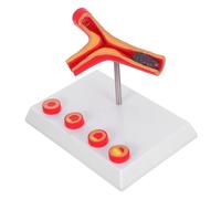 PRETYZOOM Modello Cardiovascolare Realistico per Educazione Medica Patologie Vascolari Materiale Didattico Resistente e Interattivo per Comprendere Arteriosclerosi e Diabete
