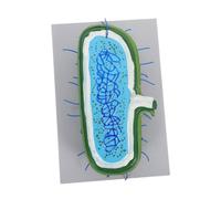 PRETYZOOM Modello Cellula Umana Ingrandito con per Insegnamento Biologia Kit Dimostrativo per Aula Modello Animale Dettagliato per Educazione Scientifica