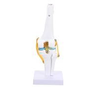 PRETYZOOM Modello Del Ginocchio Modello Di Anatomia Umana Modelli Anatomici Modelli Didattici Di Anatomia Modello Di Scheletro Modello Di Osso Modello Di Esposizione Dell'Articolazione