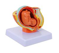 PRETYZOOM Modello Fetale Modello Embrionale Uterino Femminile Modello Embrionale Sviluppo Uterino Modello Embrionale Donne Incinte Modello Embrionale A Termine Modello