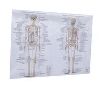 PRETYZOOM Poster Disegno Muscolare e Scheletrico 70X100 Cm per Laboratori e Scuole Poster Didattico per Studio Anatomia