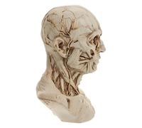 PRETYZOOM Statua Di Schizzo Statua Del Muscolo Della Testa Del Cranio Modelli Di Schizzo Modello Di Anatomia Umana o Della Testa Del Cranio Modello Di Disegno Del io Resina