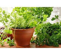 Prezzemolo Liscio "Petroselinum crispum" pianta aromatica in vaso ø14 cm Vivaio di Castelletto