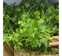 Prezzemolo - Petroselinum crispum giardino interno semi di varietà tradizionali Copertura resistente giardino 500pcs