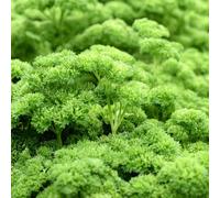 Prezzemolo - Petroselinum crispum letto elevato per balcone selvatici semi di riverdimento tetti semi varietà tradizionali inverno 250pcs