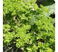 Prezzemolo - Petroselinum crispum verdi da giardino semi da letto elevato per balcone selvatici semi ufficio varietà tradizionali 1500pcs
