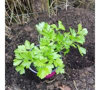 prezzemolo semi di resistenti invernale giardiniera semi balcone resistenti giardino balcone letti elevati 500pcs