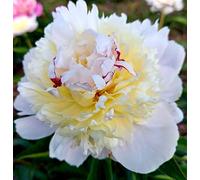 Primavere Peonia 3 Radici