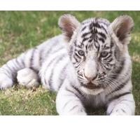 Prime 3D | Discovery | Spazio | Puzzle 3D da 63 pezzi per bambini | Dimensioni finite 30,5 x 22,9 cm | Sfidante e divertente per bambini e famiglie | Effetto lenticolare 3D coinvolgente